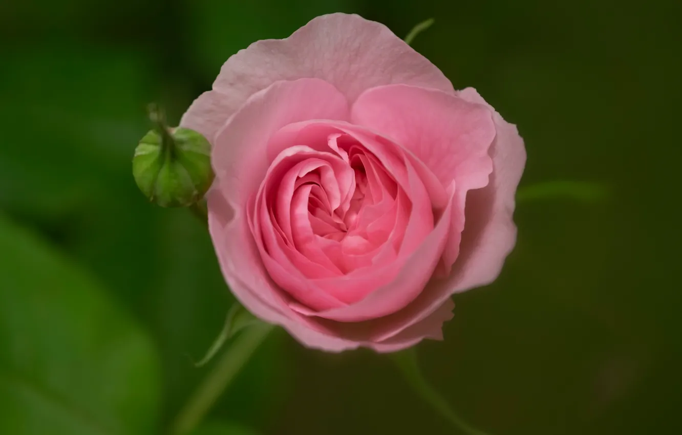 Photo wallpaper macro, background, pink, rose, Bud, rosebud