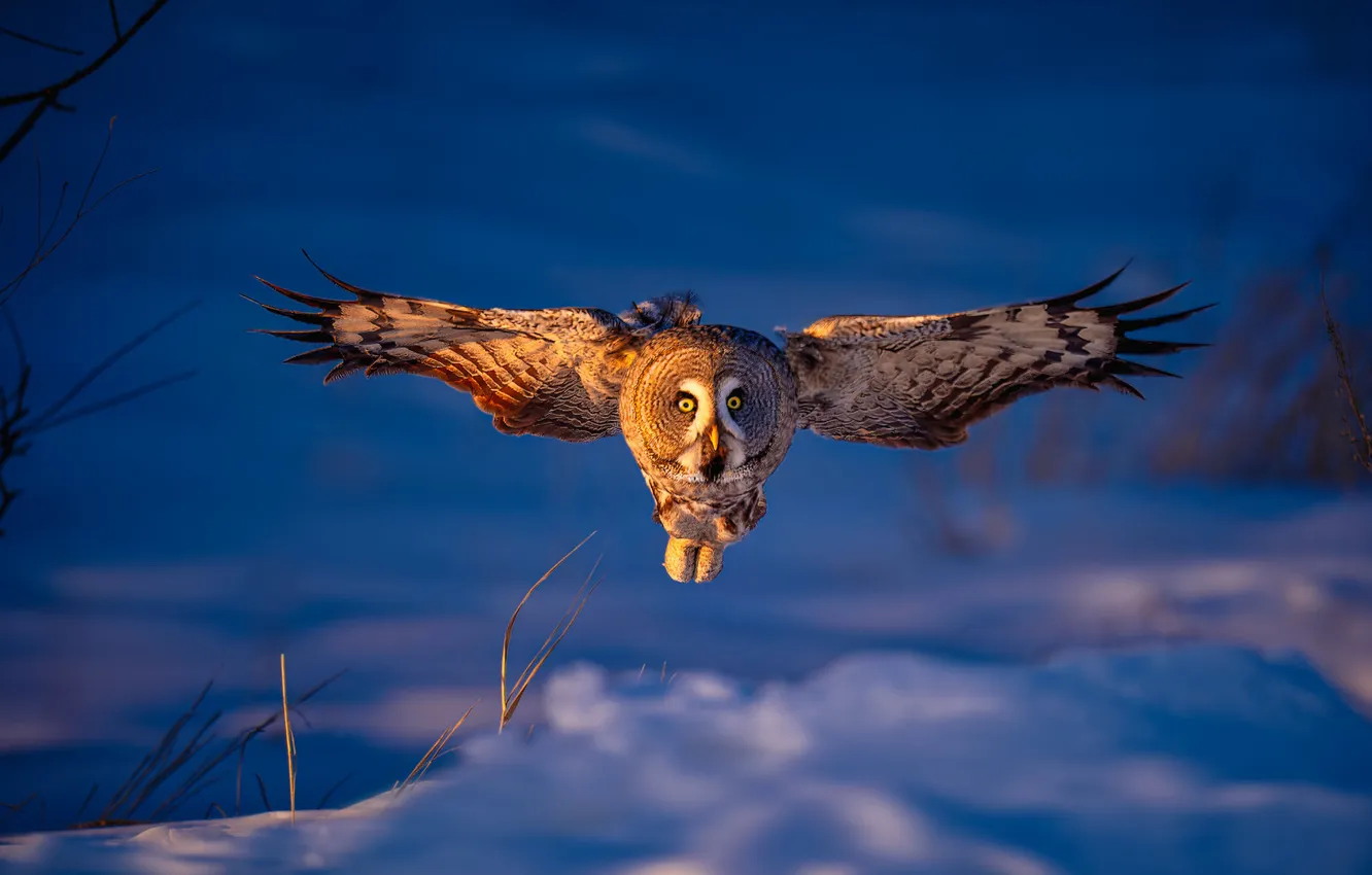 Photo wallpaper winter, look, light, snow, flight, nature, owl, bird