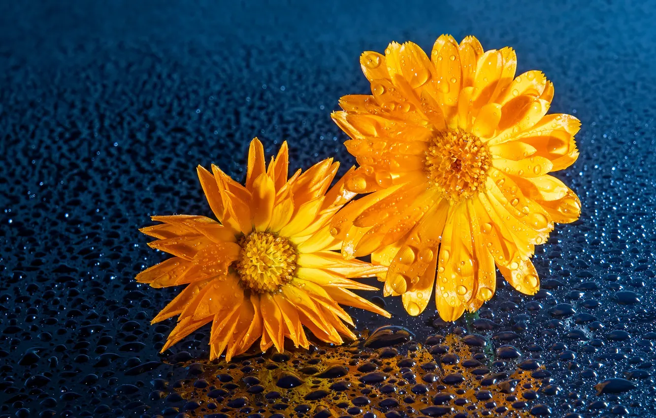 Photo wallpaper water, drops, flowers, calendula