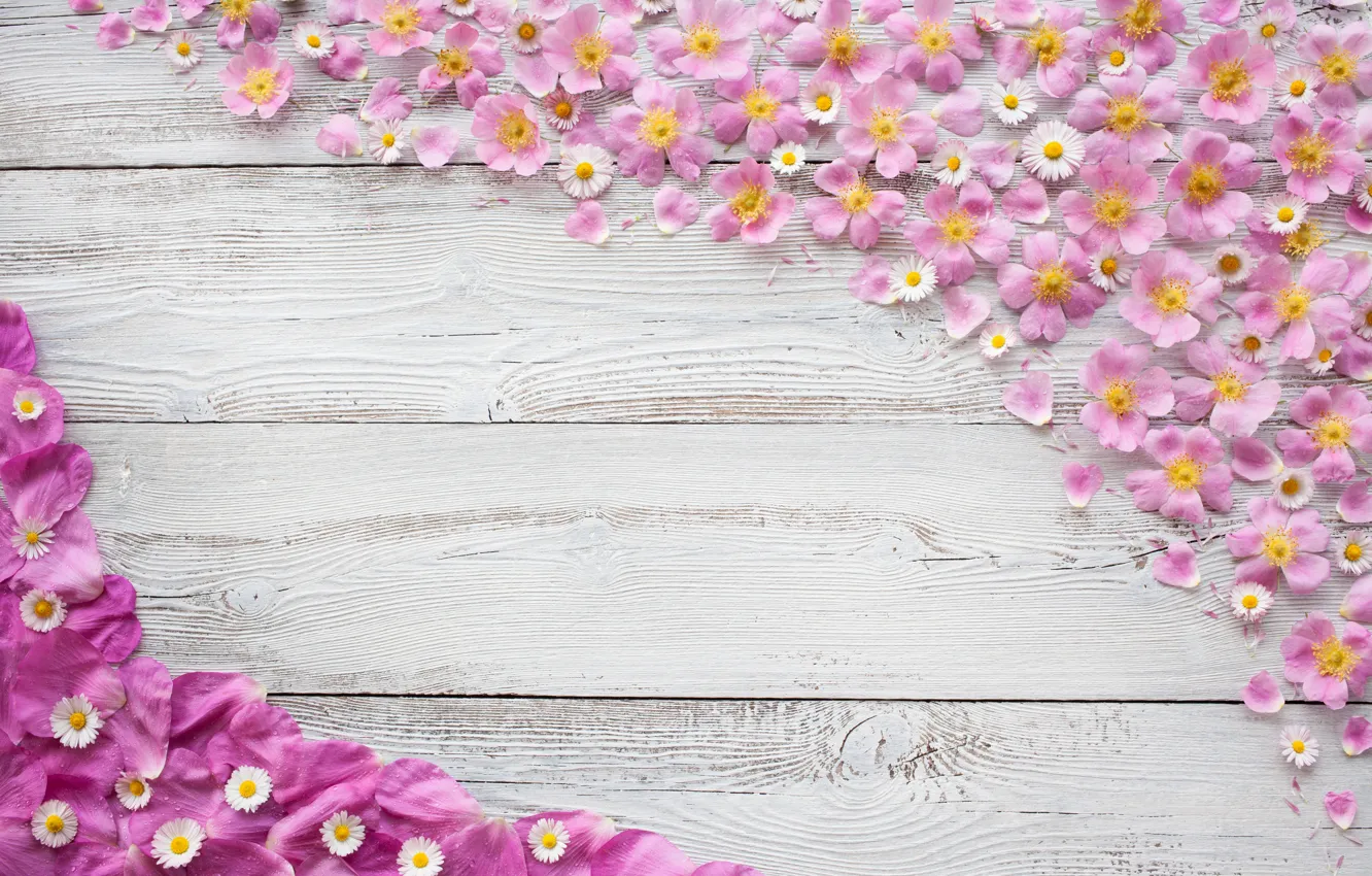 Photo wallpaper flowers, background, petals, chrysanthemum