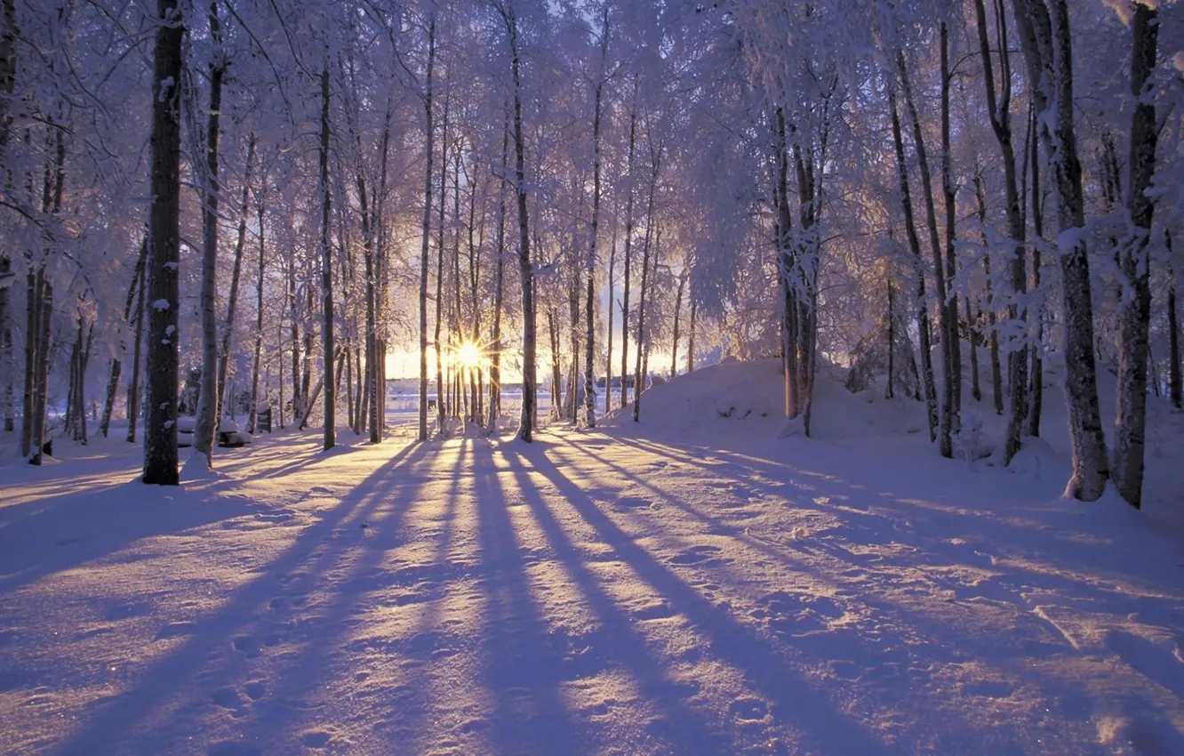 Photo wallpaper forest, Winter, trees, landscape, nature, snow, morning, sun