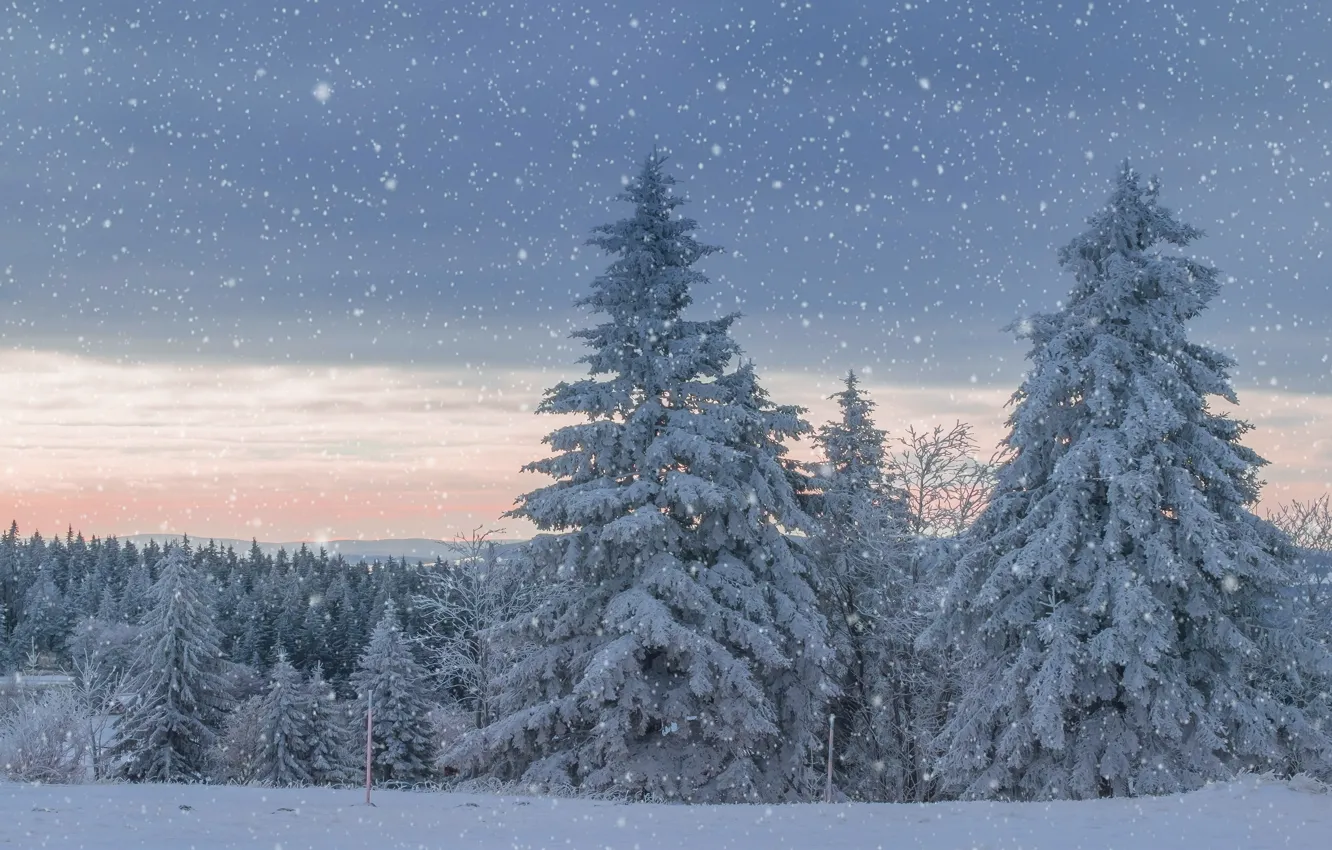 Photo wallpaper winter, forest, the sky, clouds, snow, sunset, clouds, in the snow