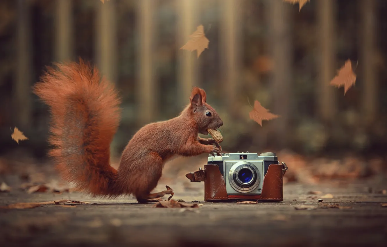 Photo wallpaper autumn, leaves, nature, animal, walnut, protein, the camera, animal
