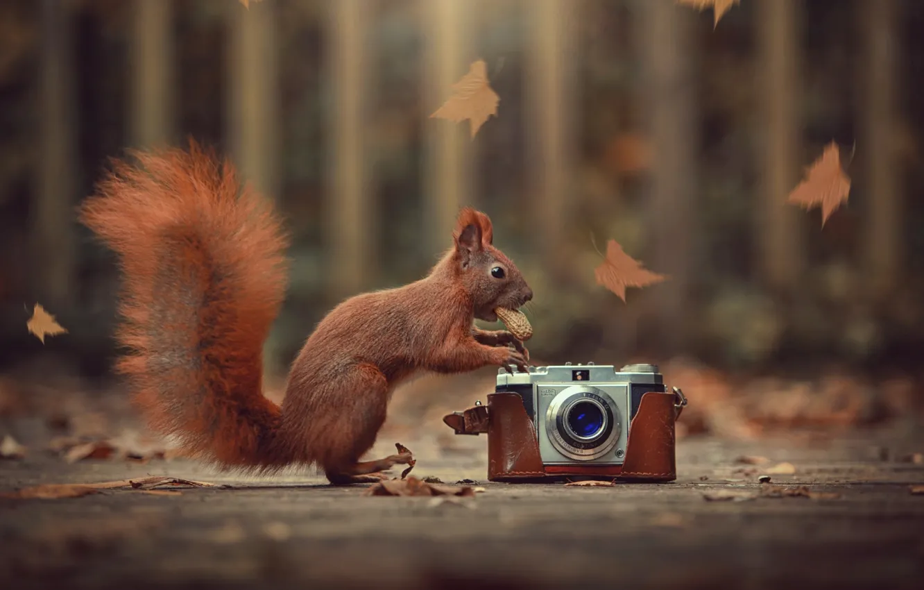 Photo wallpaper autumn, leaves, nature, animal, protein, the camera, nuts, animal