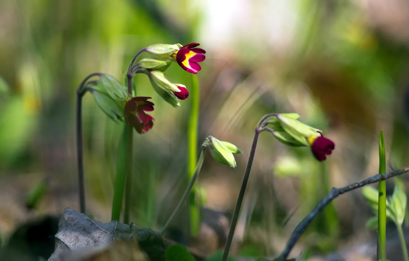 Photo wallpaper grass, flowers, nature