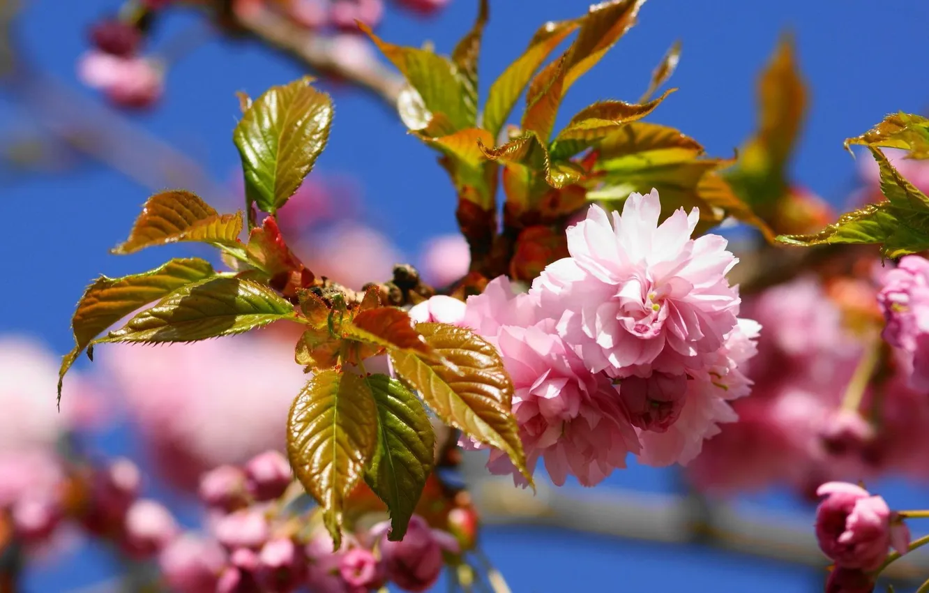 Photo wallpaper the sun, flowers, branch, spring, pink