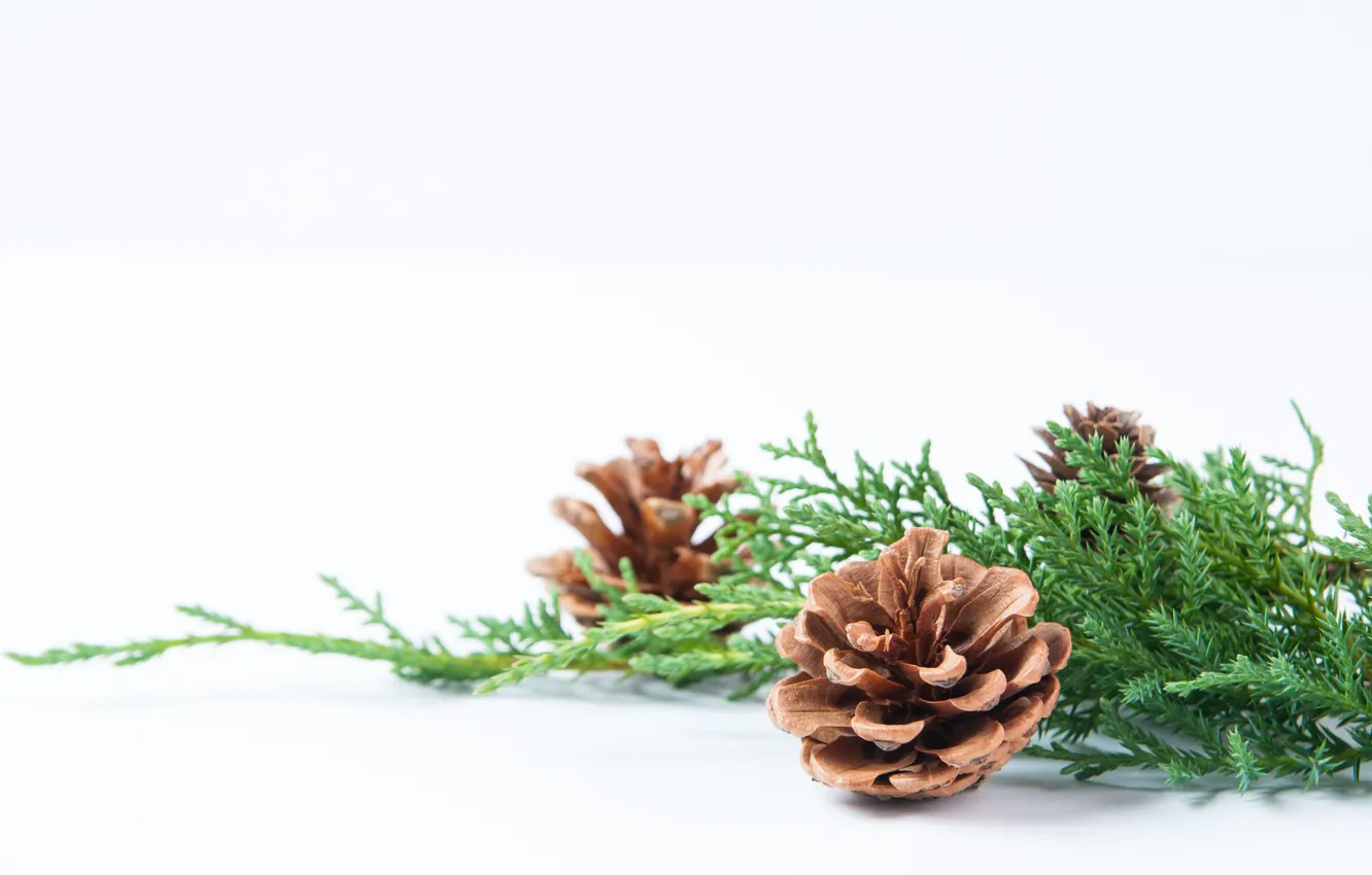 Photo wallpaper holiday, needles, bumps