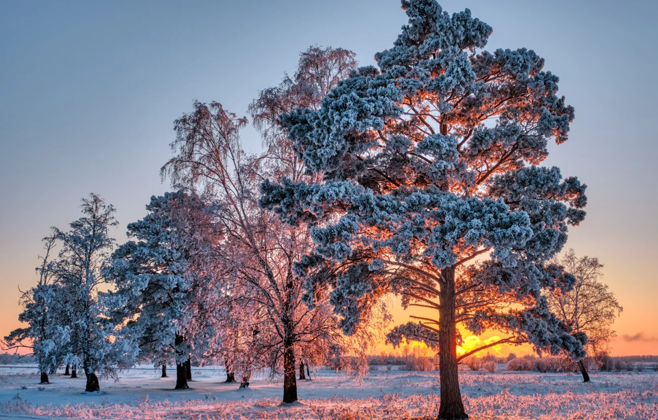 Photo wallpaper winter, frost, trees, sunset, nature, Konstantin Leontiev