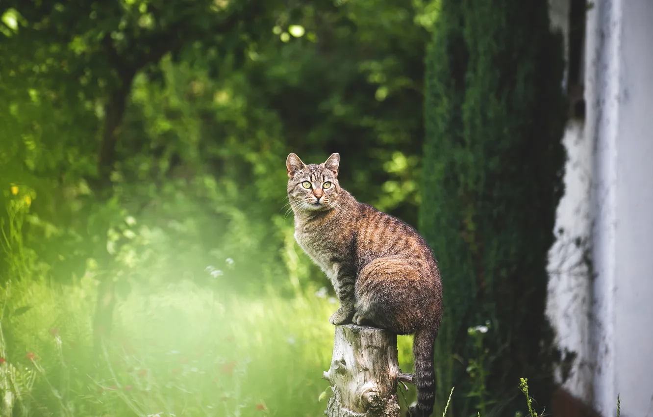 Photo wallpaper greens, cat, summer, grass, cat, look, light, trees