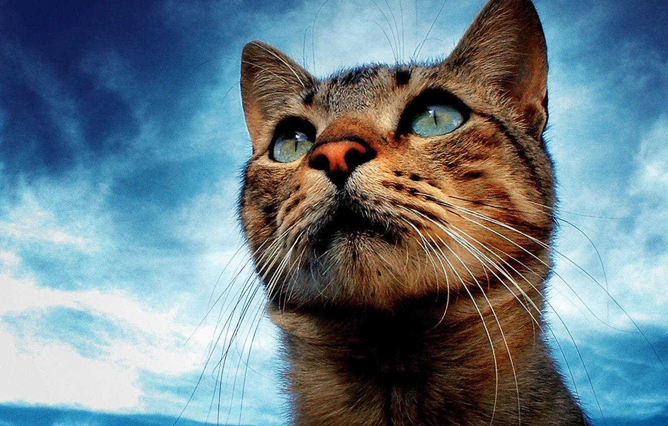 Photo wallpaper the sky, eyes, dream, cat, mustache, look