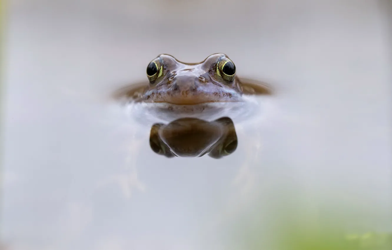 Photo wallpaper water, nature, frog