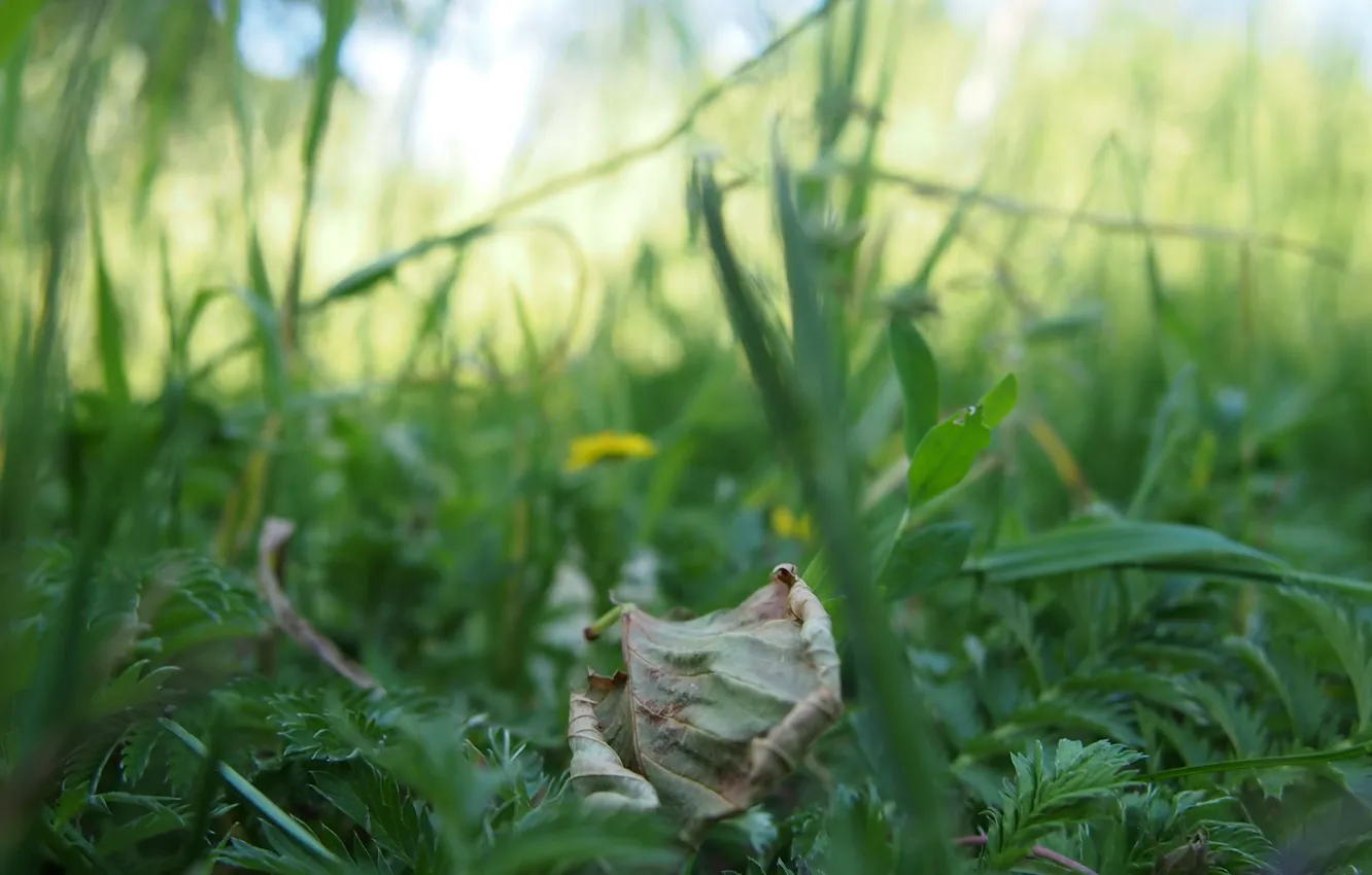 Photo wallpaper grass, leaves, macro, green