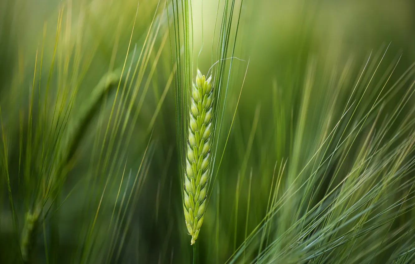 Photo wallpaper wheat, macro, green background, spike