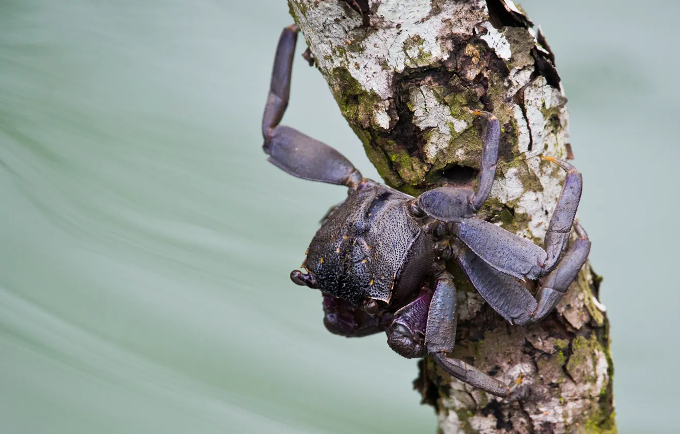 Photo wallpaper macro, branches, crab, claws