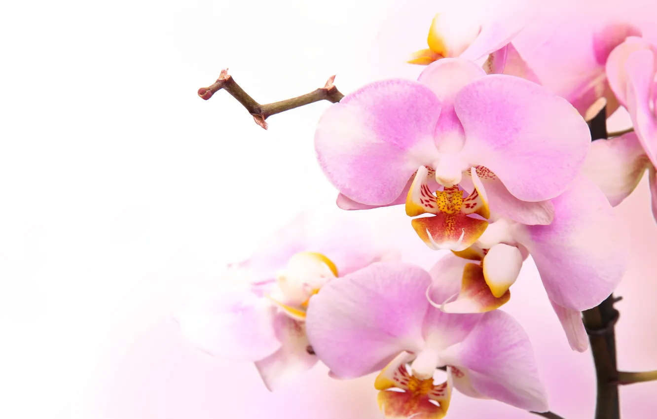 Photo wallpaper flowers, tenderness, beauty, petals, orchids, buds, Orchid, pink