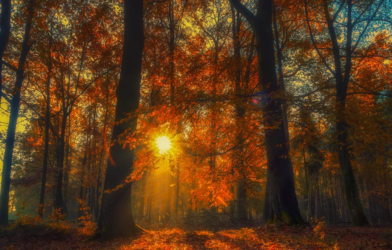 Photo wallpaper autumn, forest, trees, the sun, fallen leaves