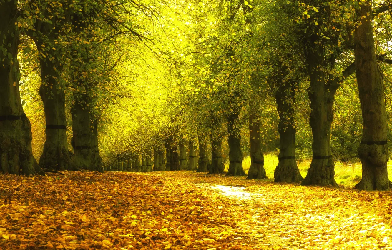 Photo wallpaper autumn, leaves, trees, yellow, Park, alley