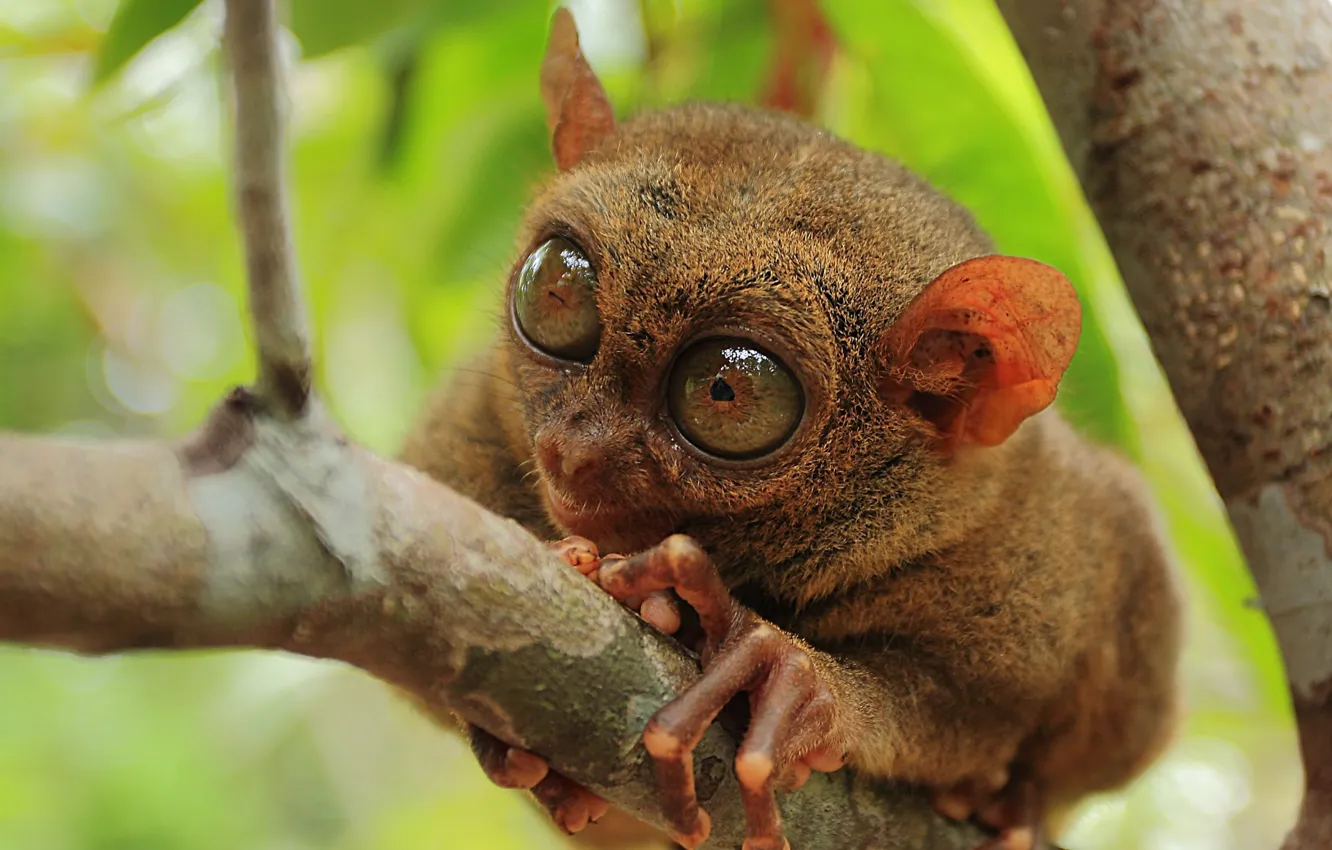 Photo wallpaper macro, nature, Philippine Tarsier