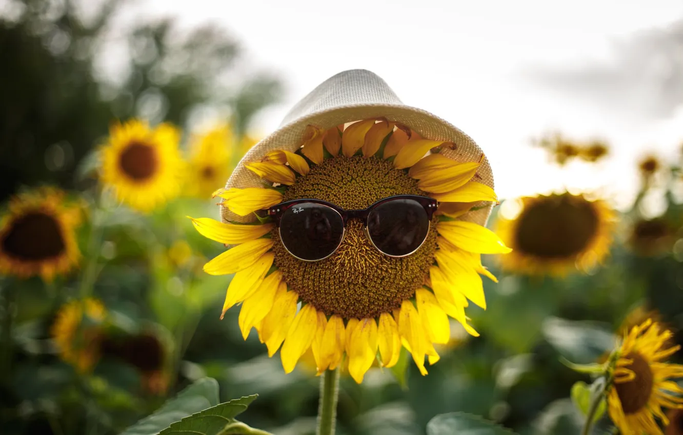 Photo wallpaper sunflowers, reflection, hat, glasses, photographer, Anna Kovaleva