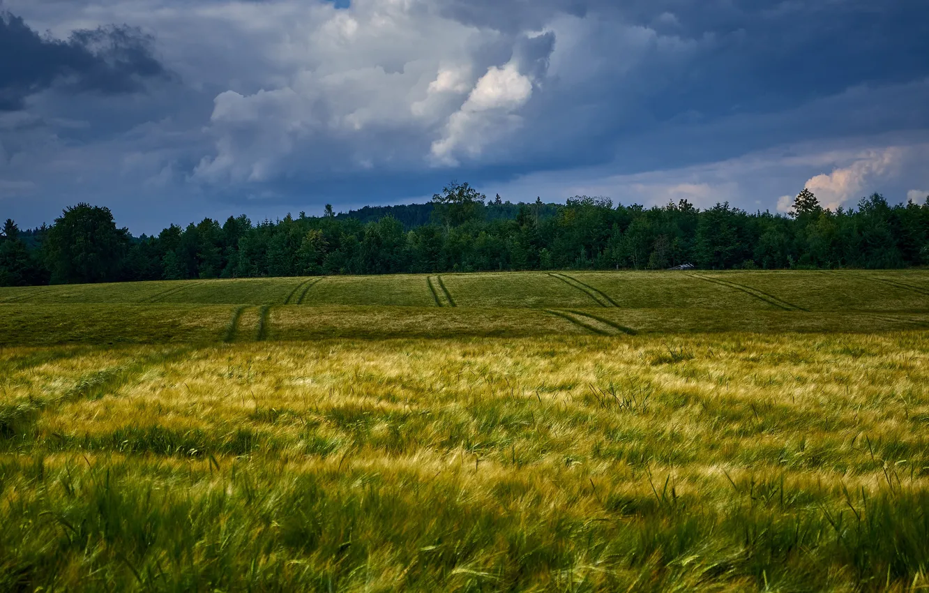 Photo wallpaper field, forest, clouds, rye, ears, cereals