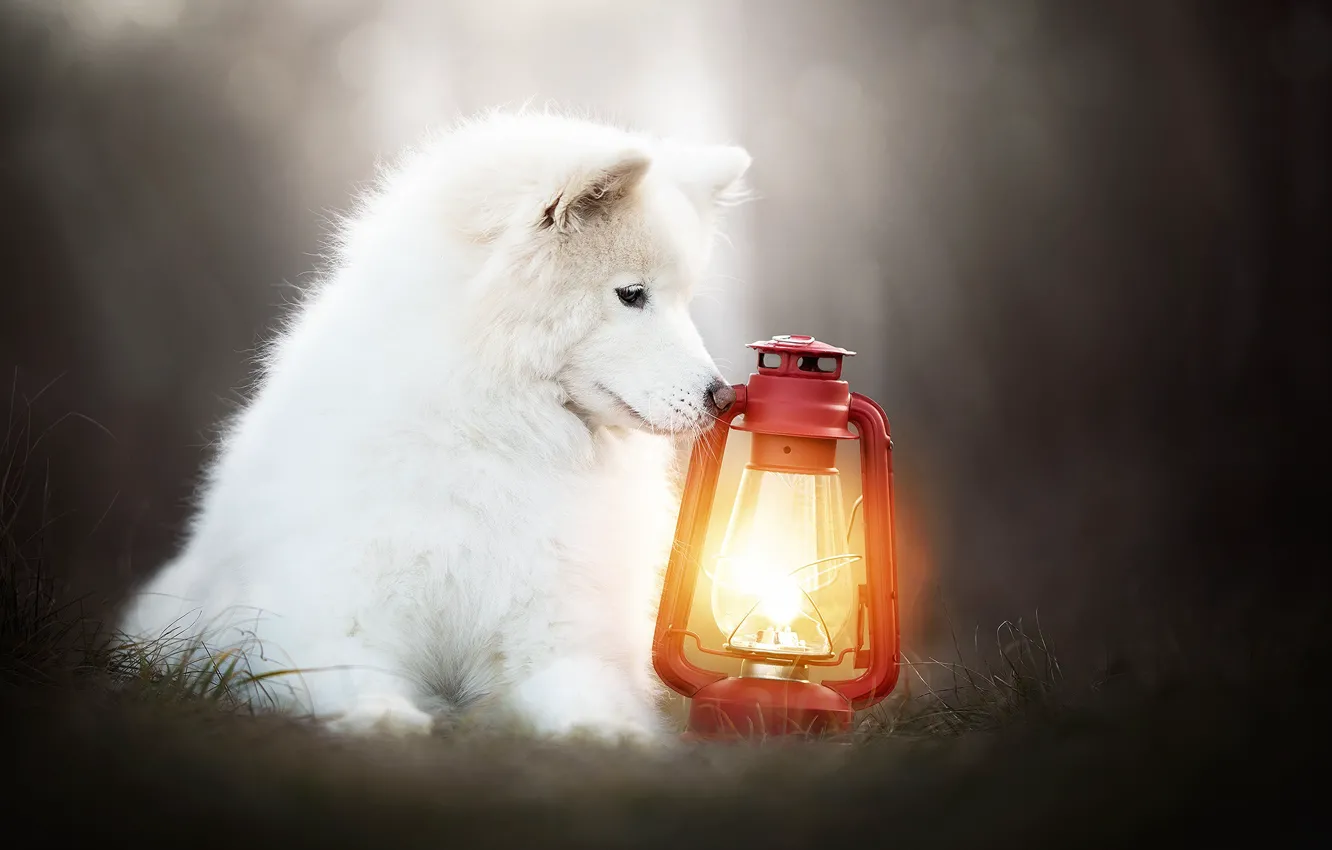 Photo wallpaper background, dog, lantern, Samoyed