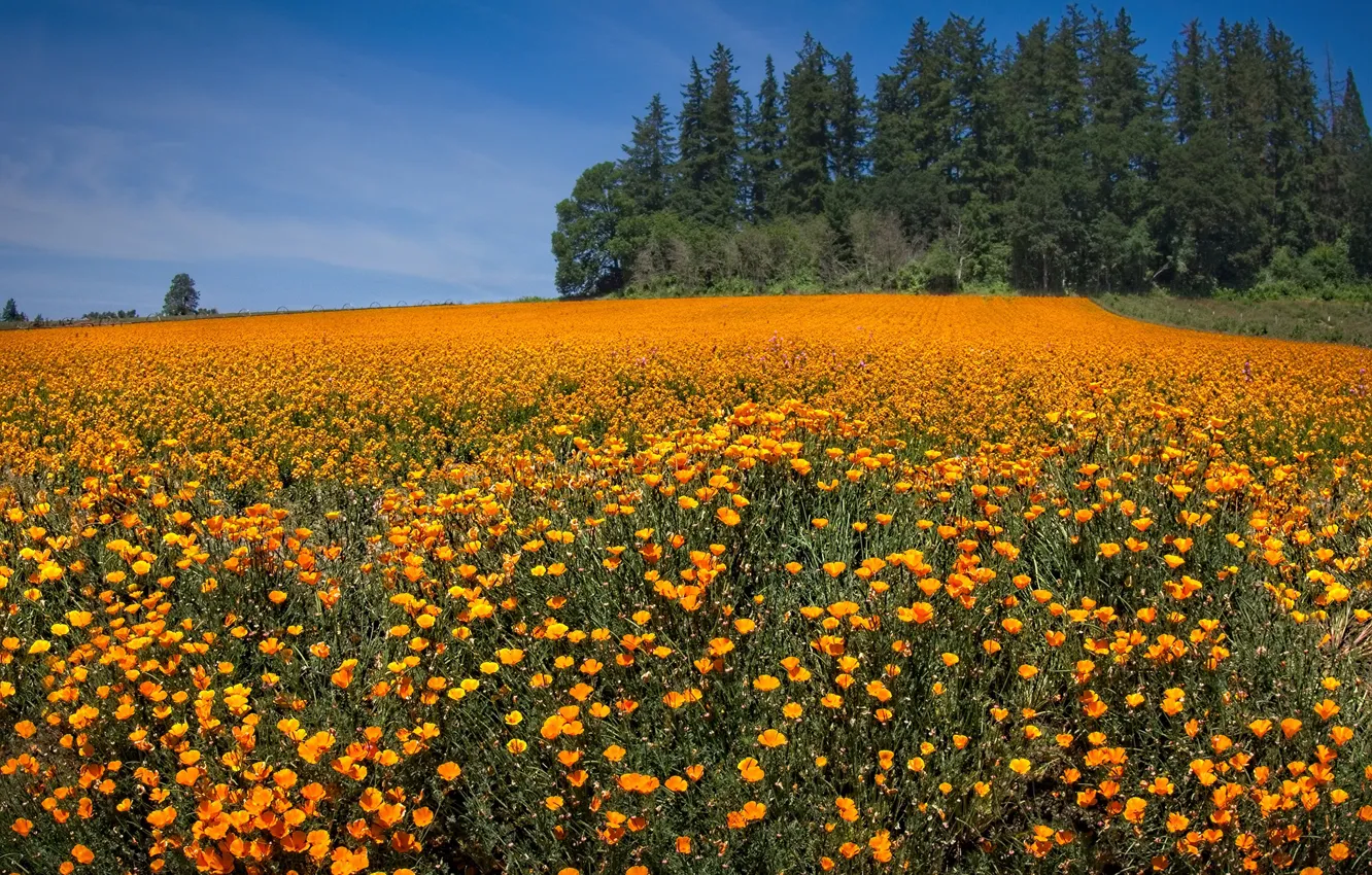 Photo wallpaper field, the sky, the sun, trees, flowers, Maki, orange, Oregon