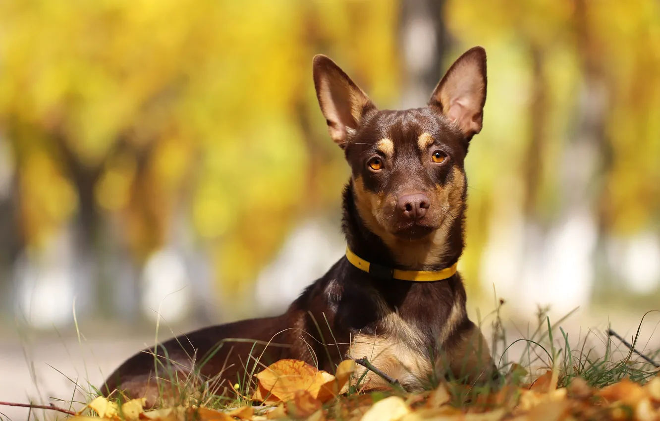 Photo wallpaper autumn, leaves, background, each, dog
