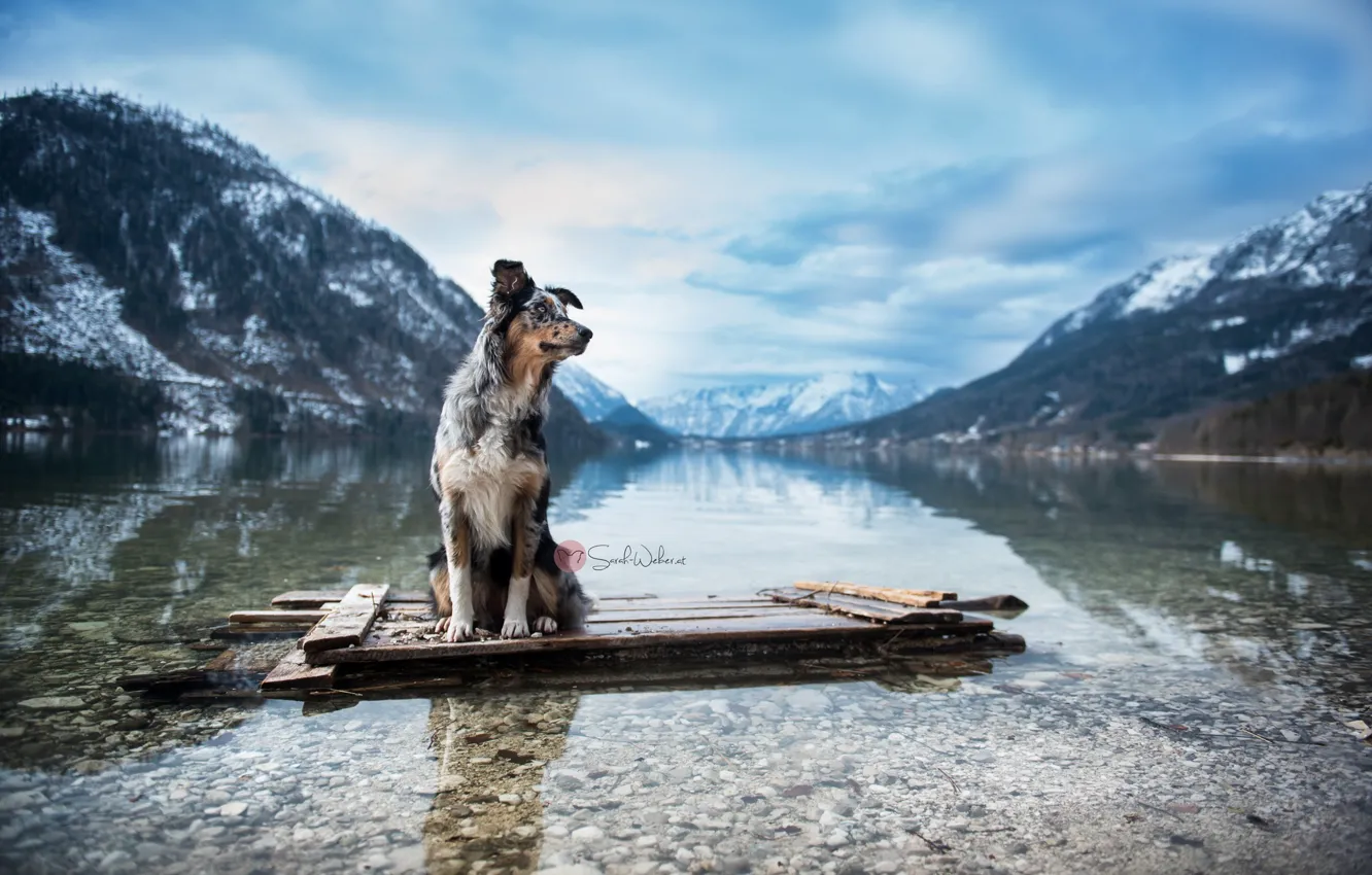 Photo wallpaper mountains, river, dog