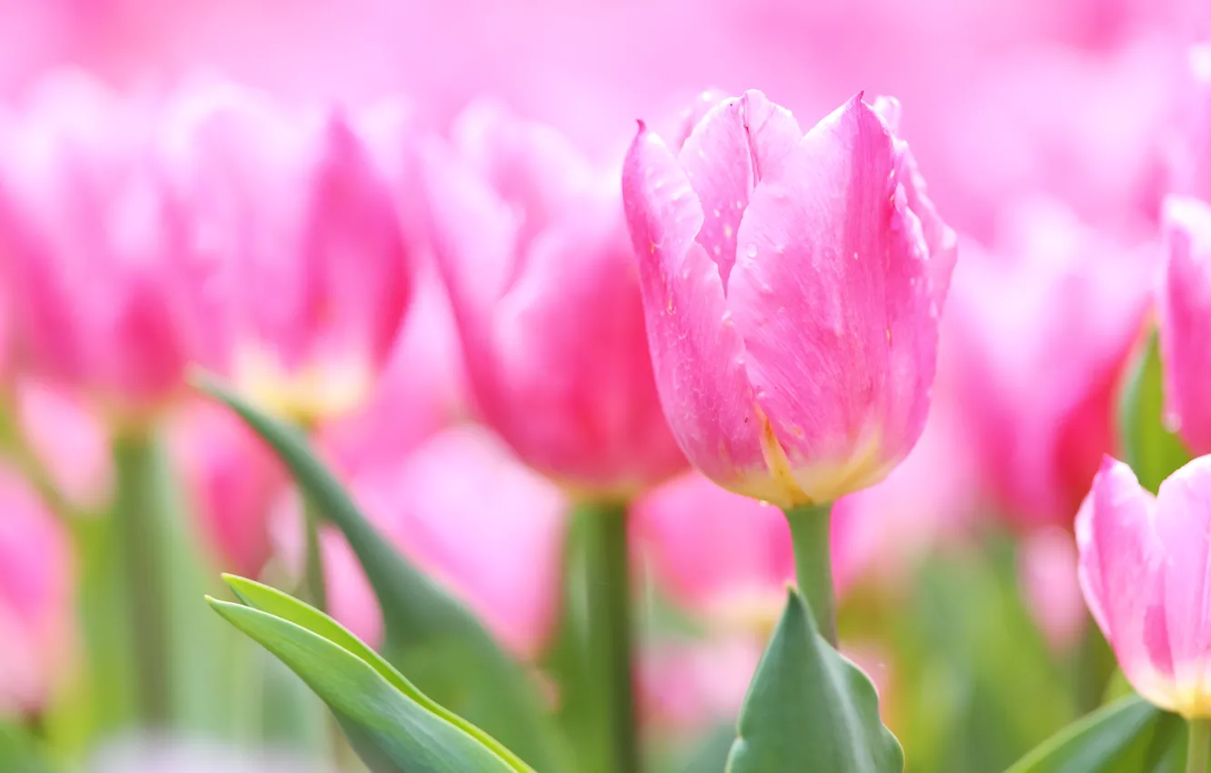 Photo wallpaper macro, tulips, pink