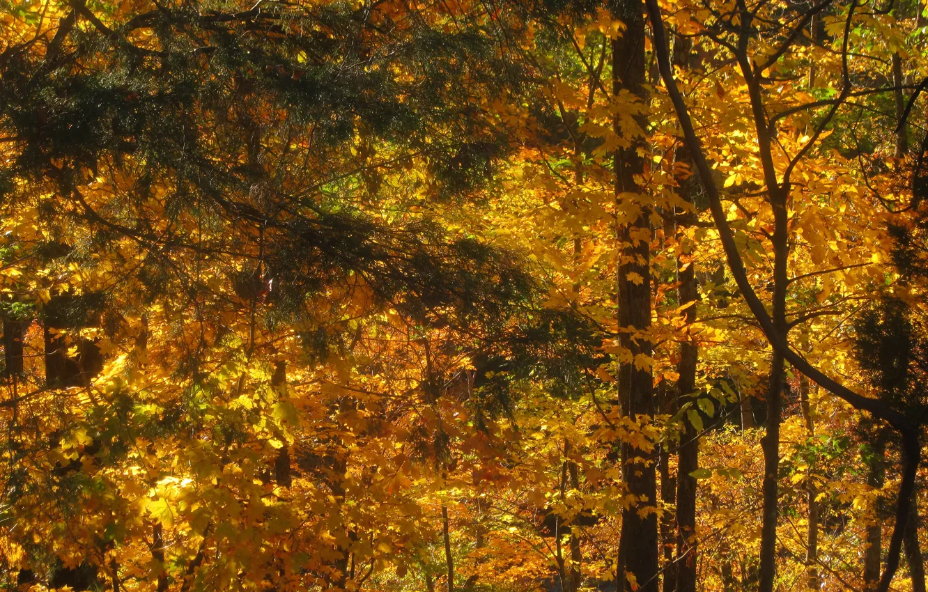 Photo wallpaper autumn, forest, trees, forest, trees, autumn, Golden autumn, fall