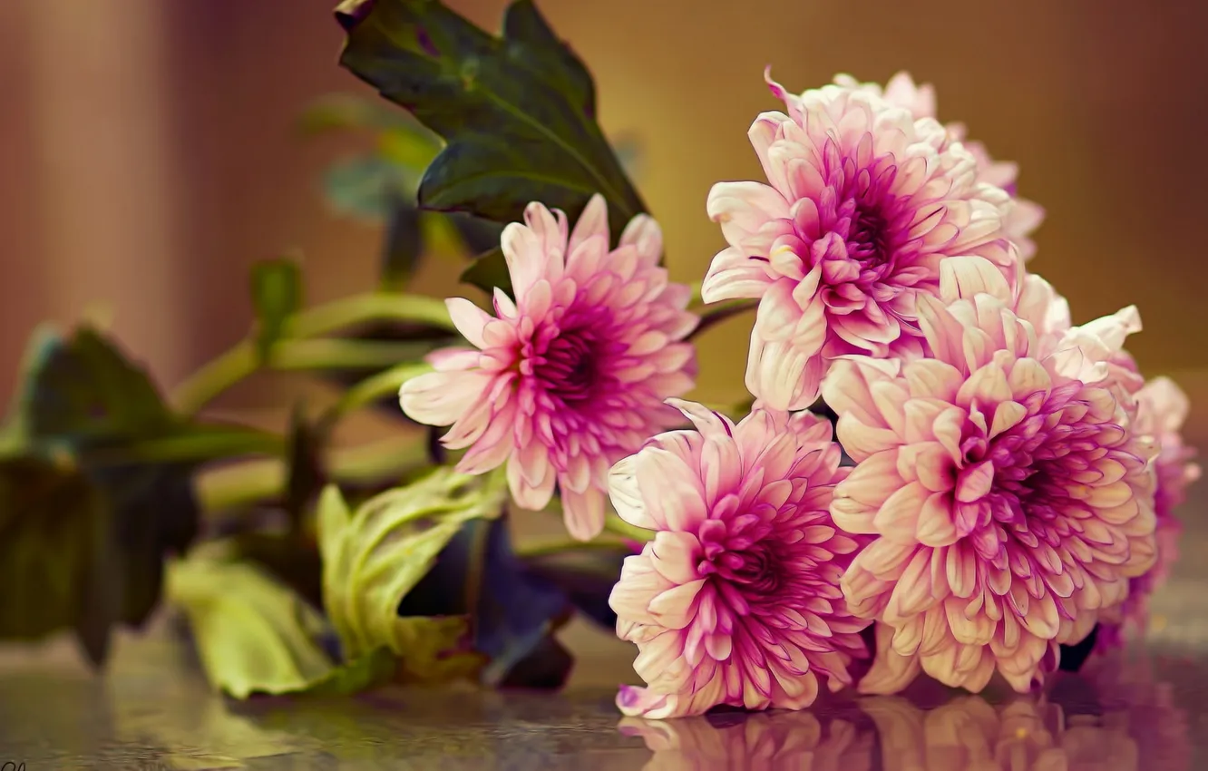 Photo wallpaper macro, bouquet, chrysanthemum