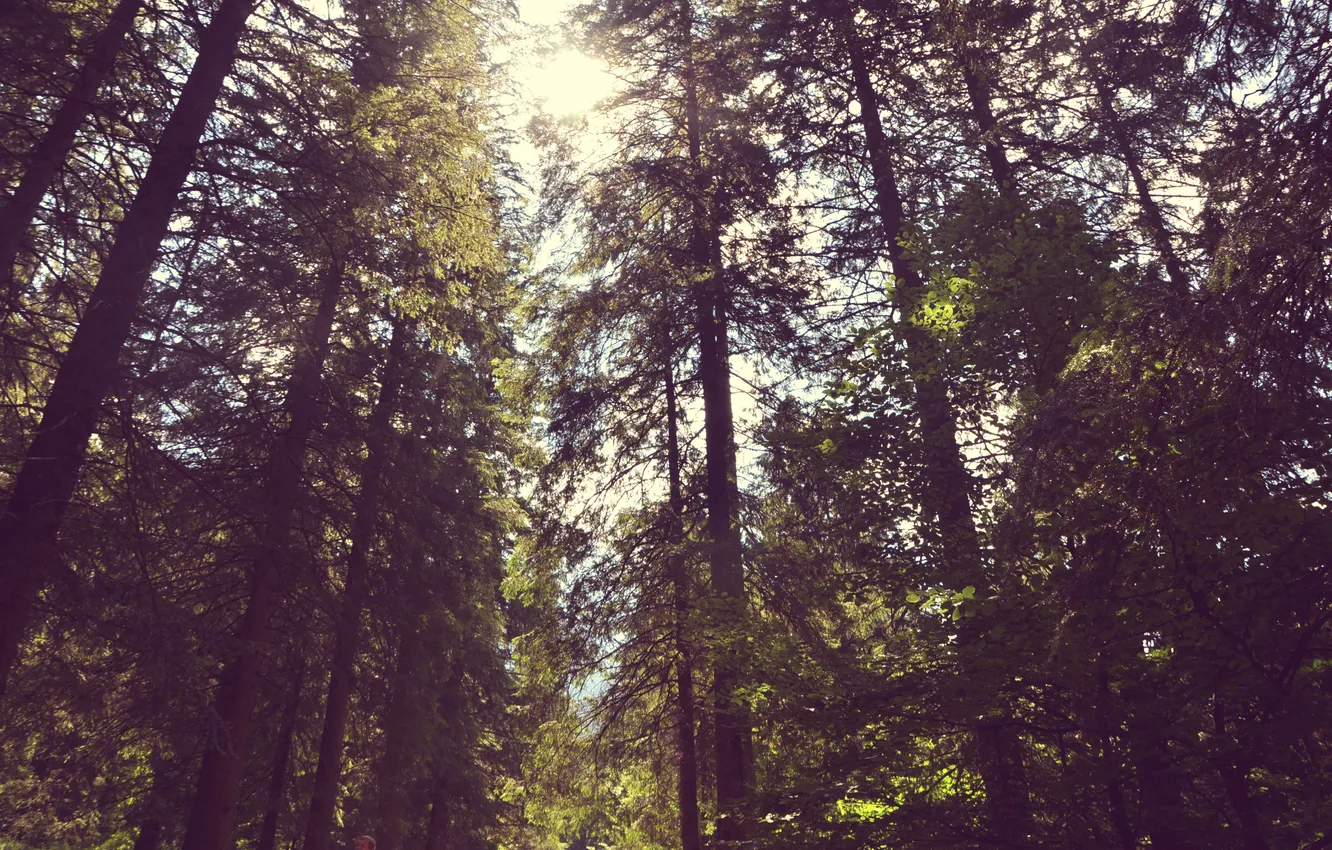 Photo wallpaper forest, summer, leaves, the sun, trees, branches