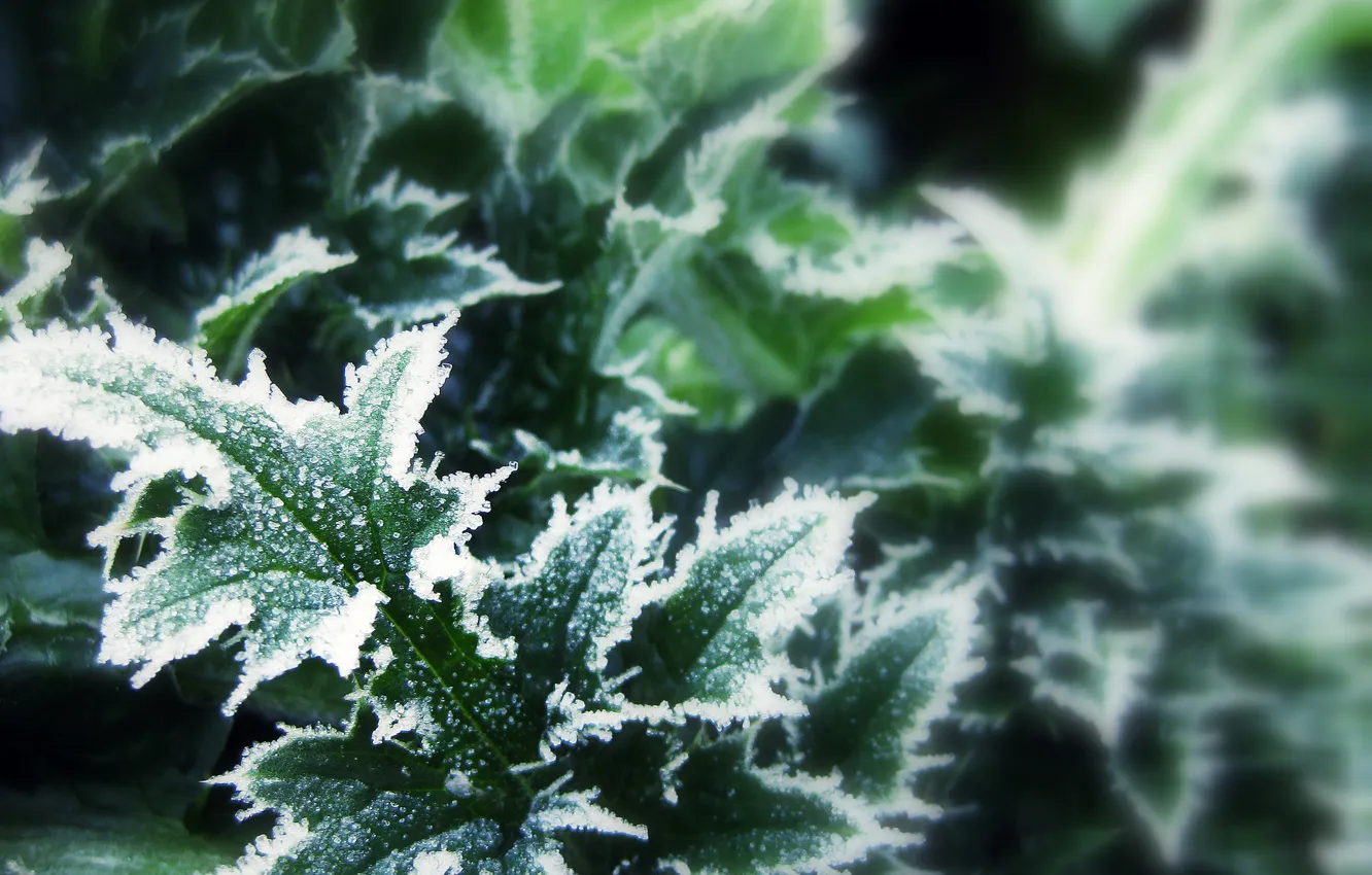 Photo wallpaper winter, leaves, macro, snow, focus