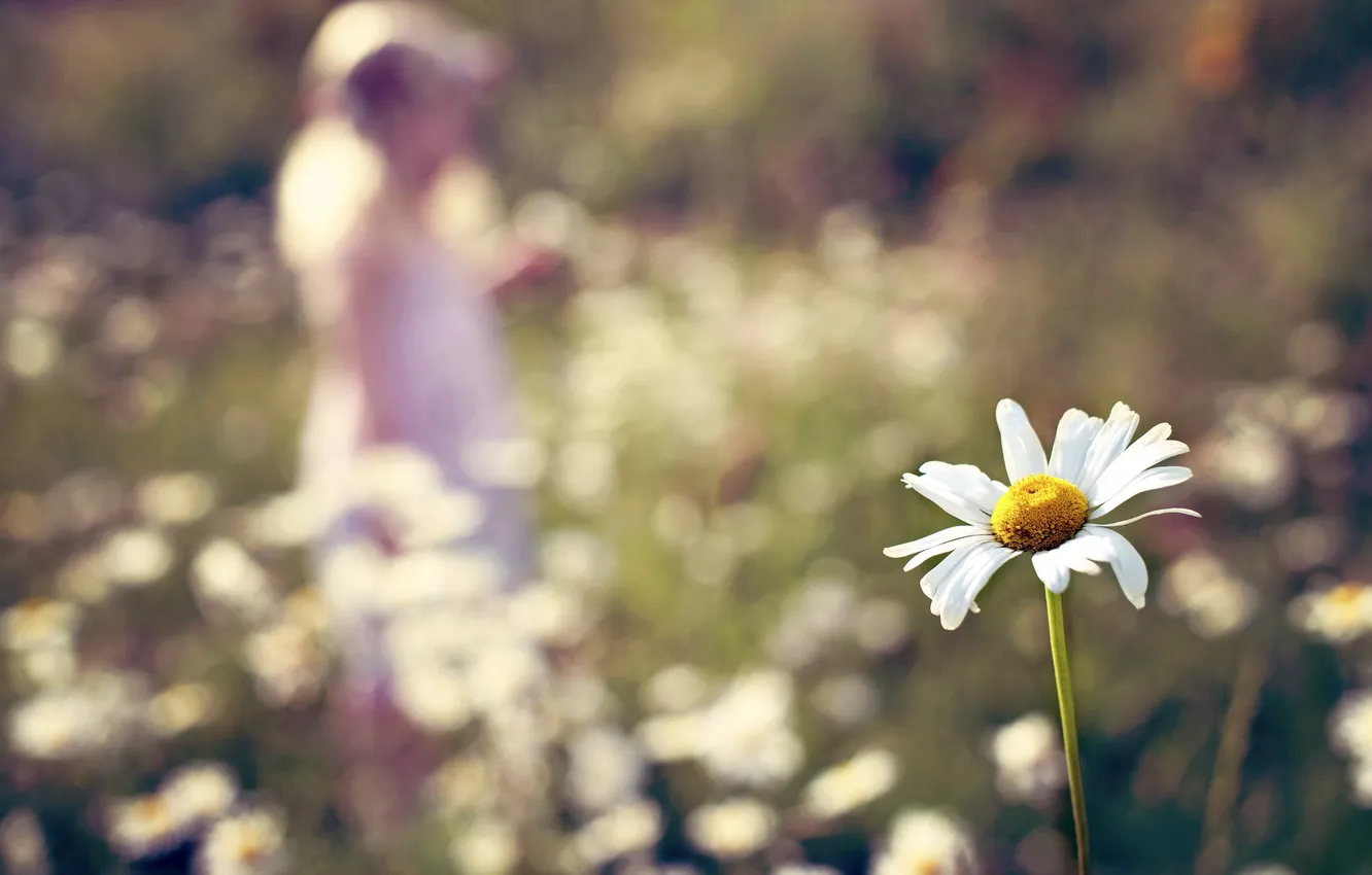 Photo wallpaper field, background, chamomile
