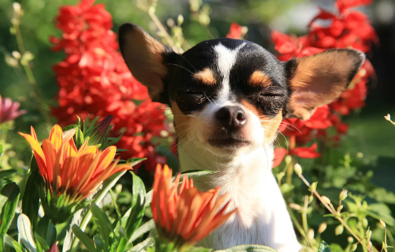 Photo wallpaper flowers, portrait, ears, face, doggie, Chihuahua, dog