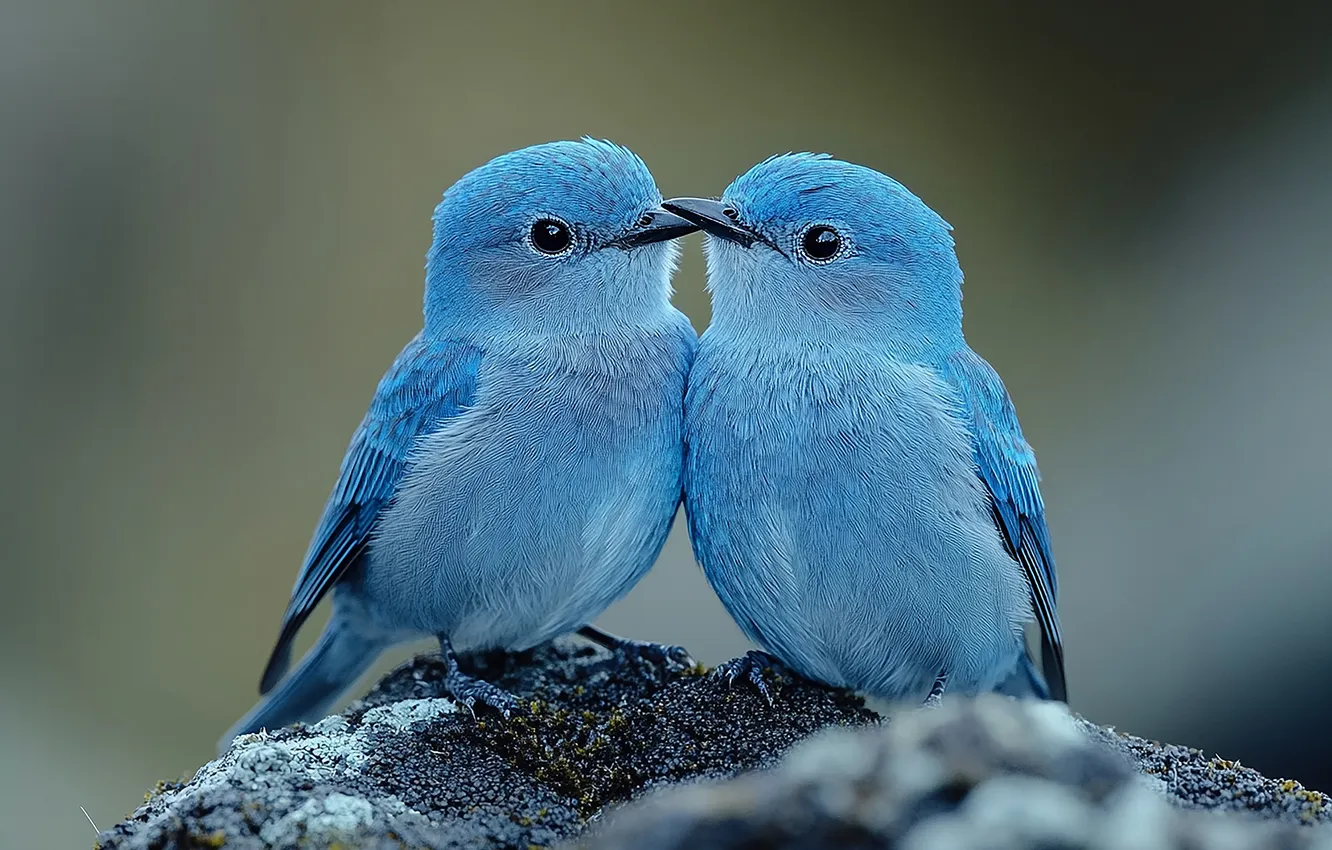 Photo wallpaper stones, blue, bird, a couple, Duo, kiss, Blue sialia, two birds