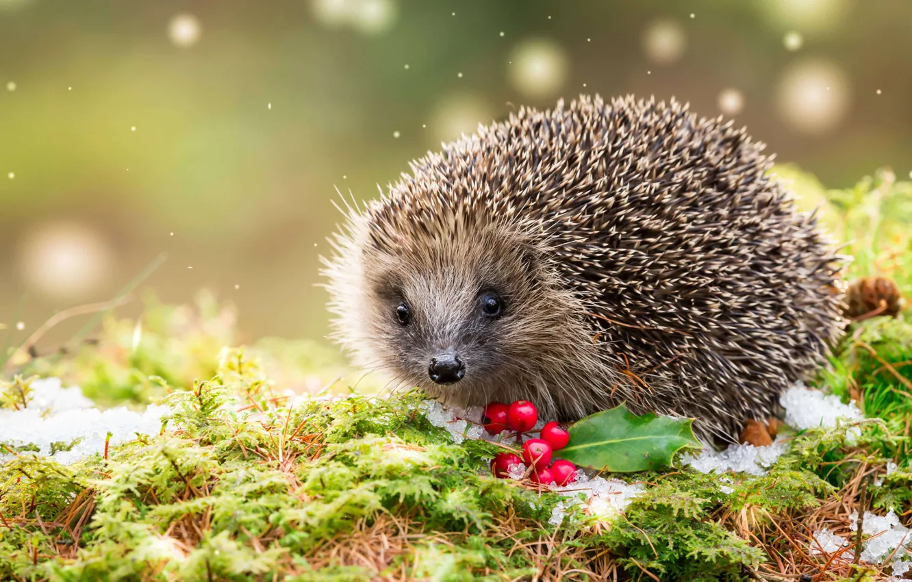 Photo wallpaper needles, berries, hedgehog