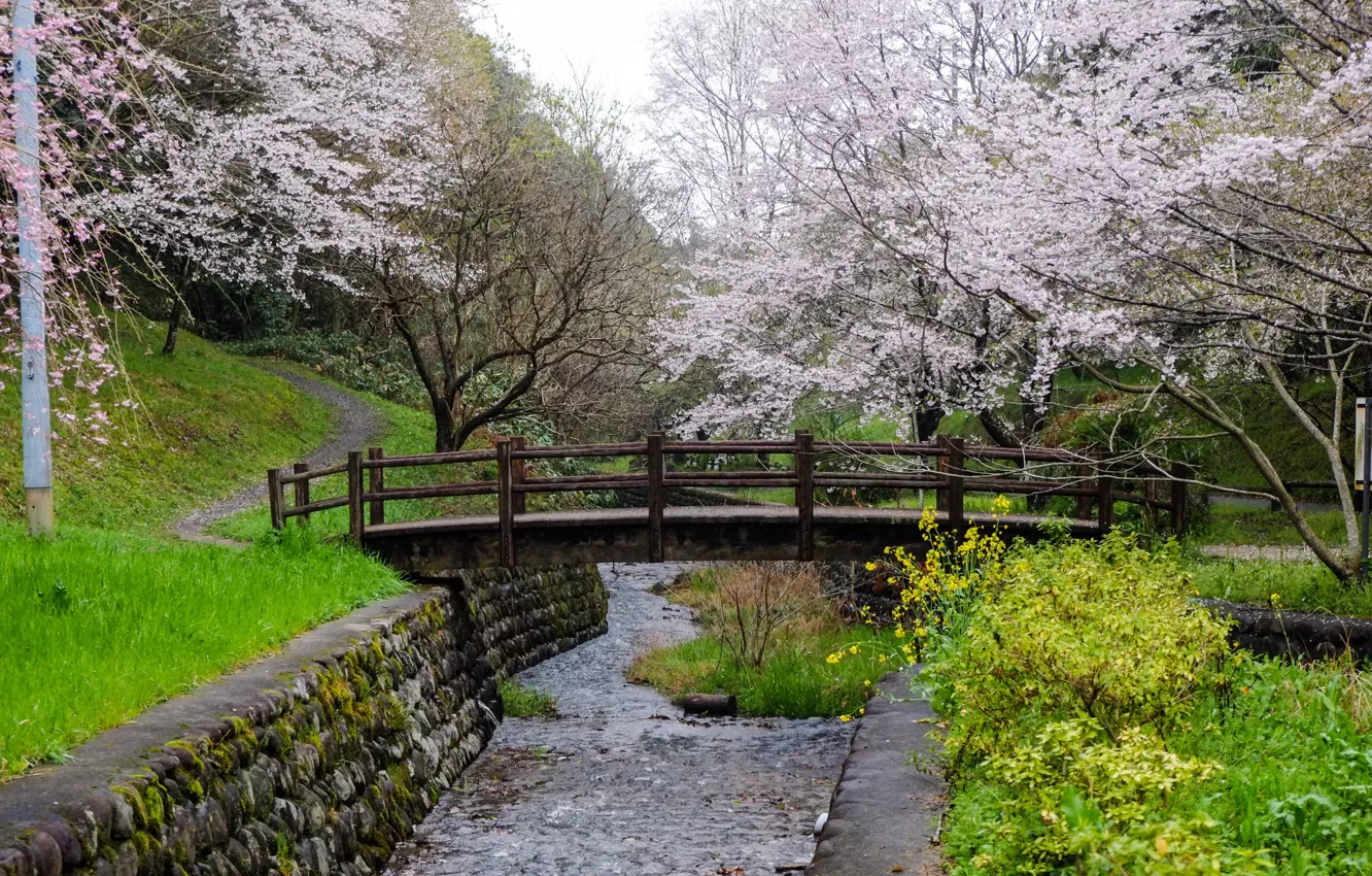 Photo wallpaper stream, Japan, wooden bridge, the cherry blossoms