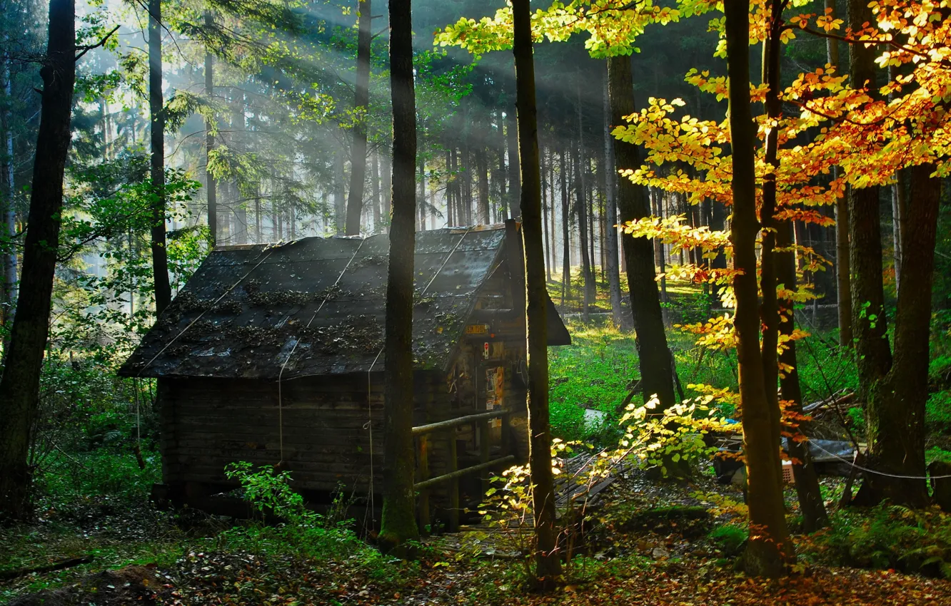 Photo wallpaper forest, nature, house
