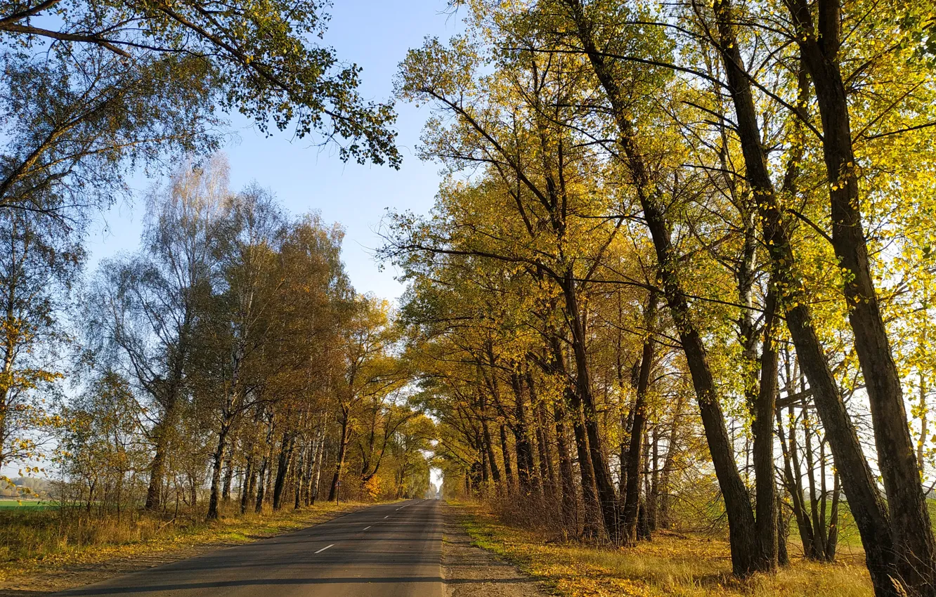 Photo wallpaper road, forest, nature