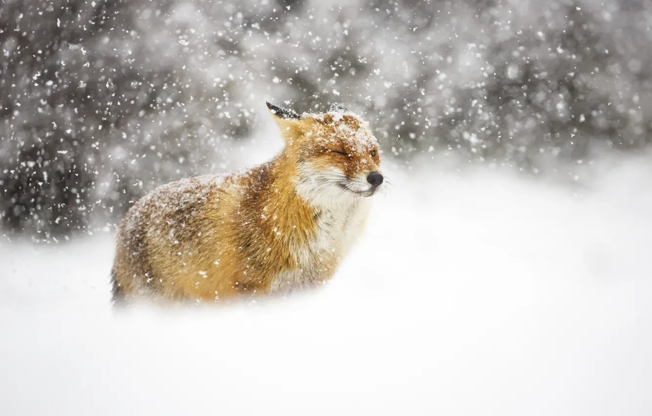 Photo wallpaper winter, snow, Fox, Fox
