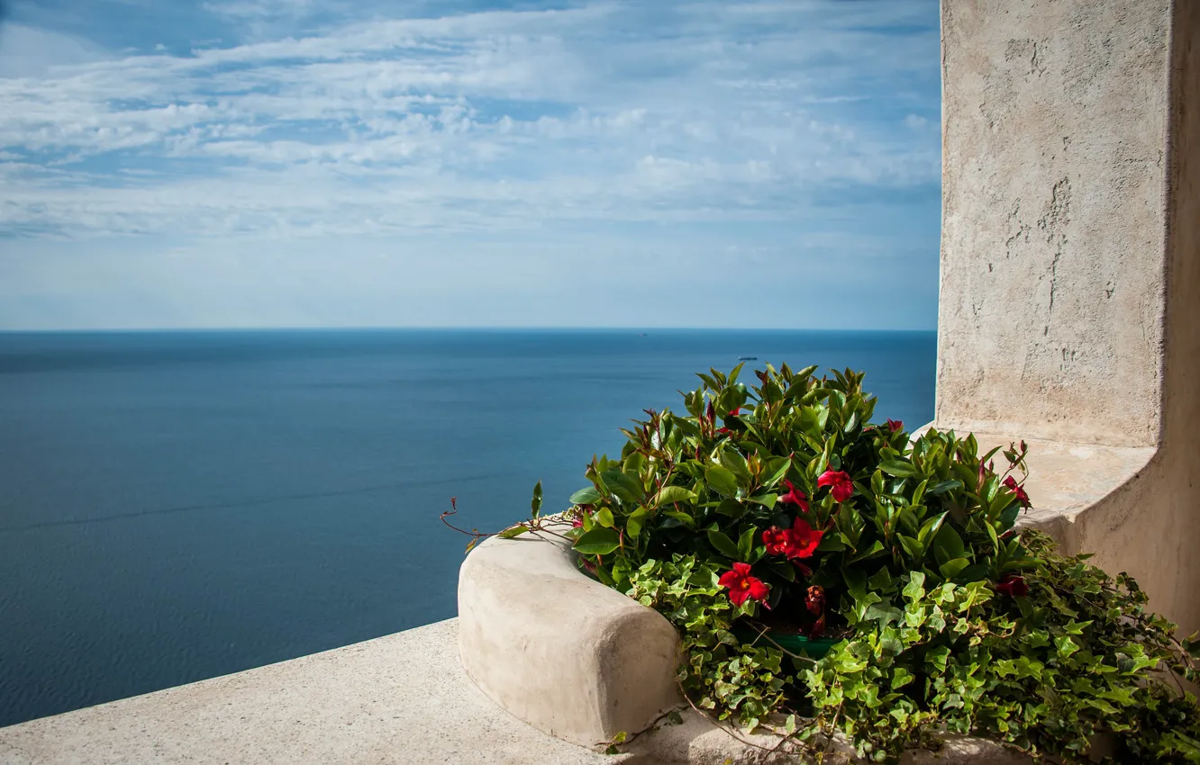 Photo wallpaper sea, flowers, The Mediterranean sea, Mediterranean sea