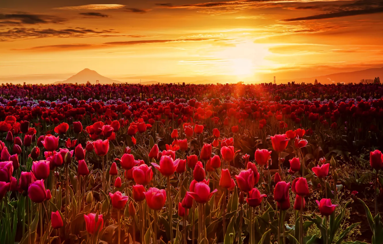 Photo wallpaper field, the sky, the sun, clouds, rays, sunset, flowers, mountain