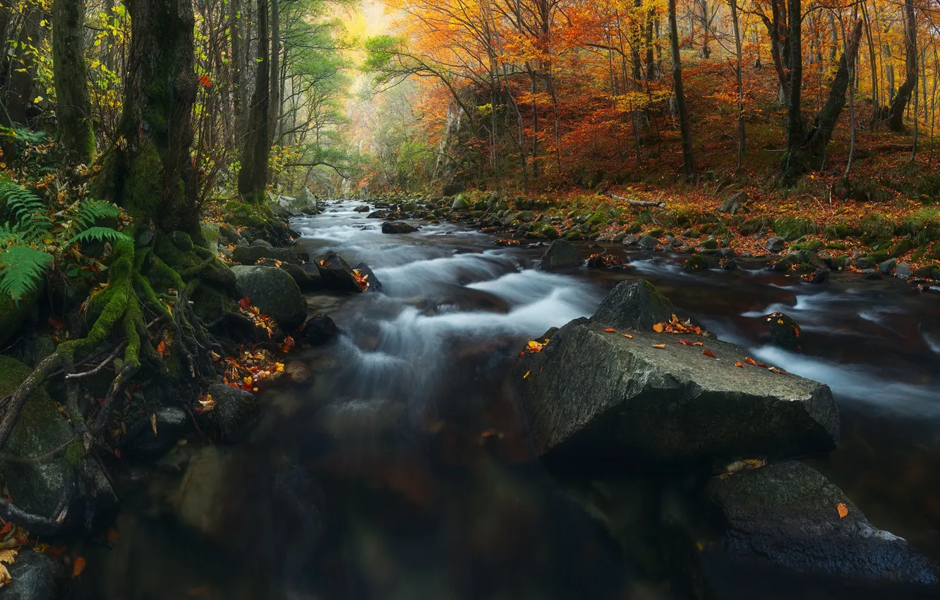 Photo wallpaper autumn, forest, branches, roots, stream, stones, shore, for