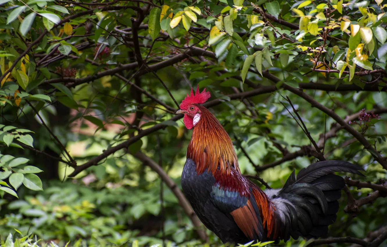 Photo wallpaper summer, leaves, branches, nature, bird, the bushes, cock, bright plumage