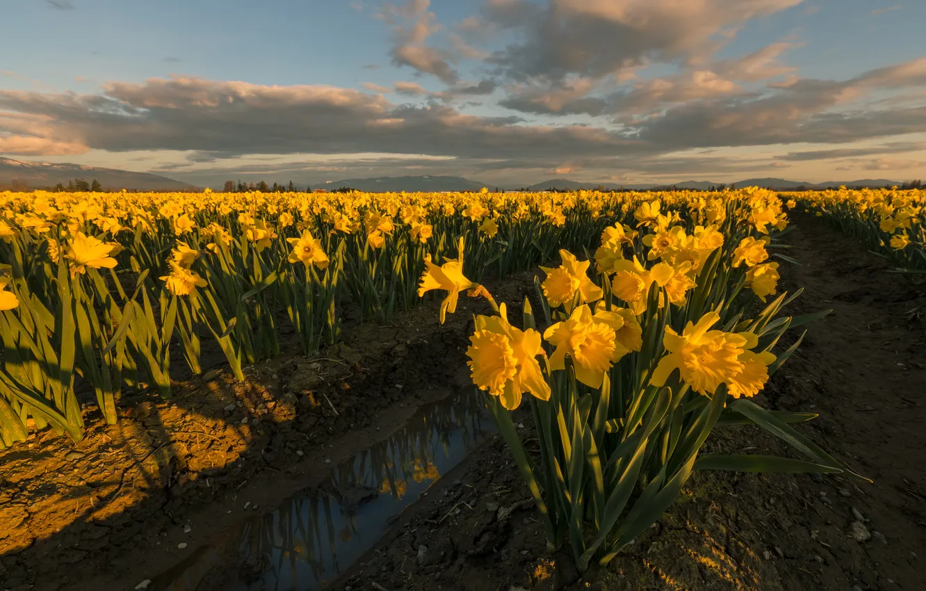 Photo wallpaper flowers, yellow, spring, daffodils, plantation
