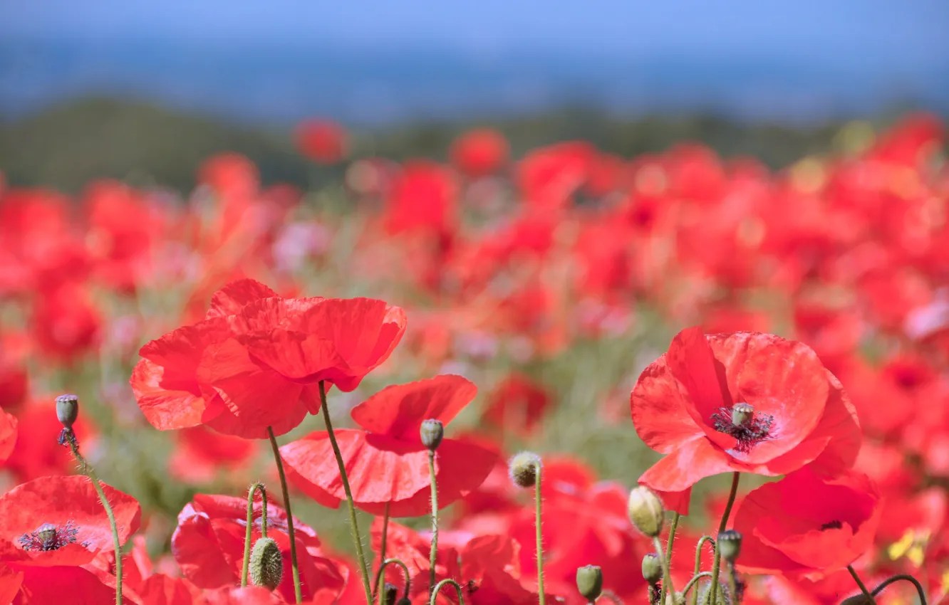 Photo wallpaper field, summer, the sky, flowers, red, nature, Mac, Maki
