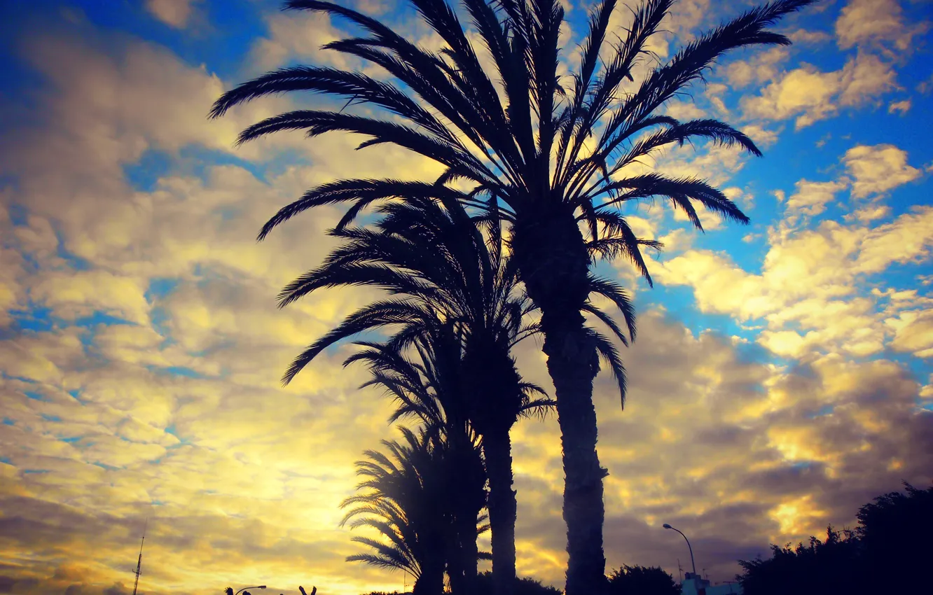 Photo wallpaper sky, tree, sun, Spain, Beutiful, landscape