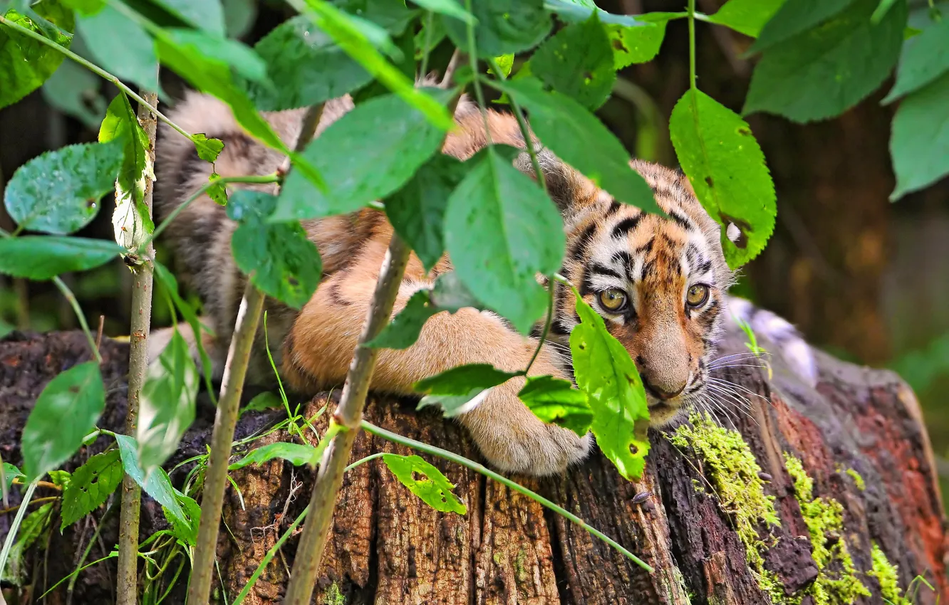 Photo wallpaper tiger, foliage, Bush, hiding, tiger