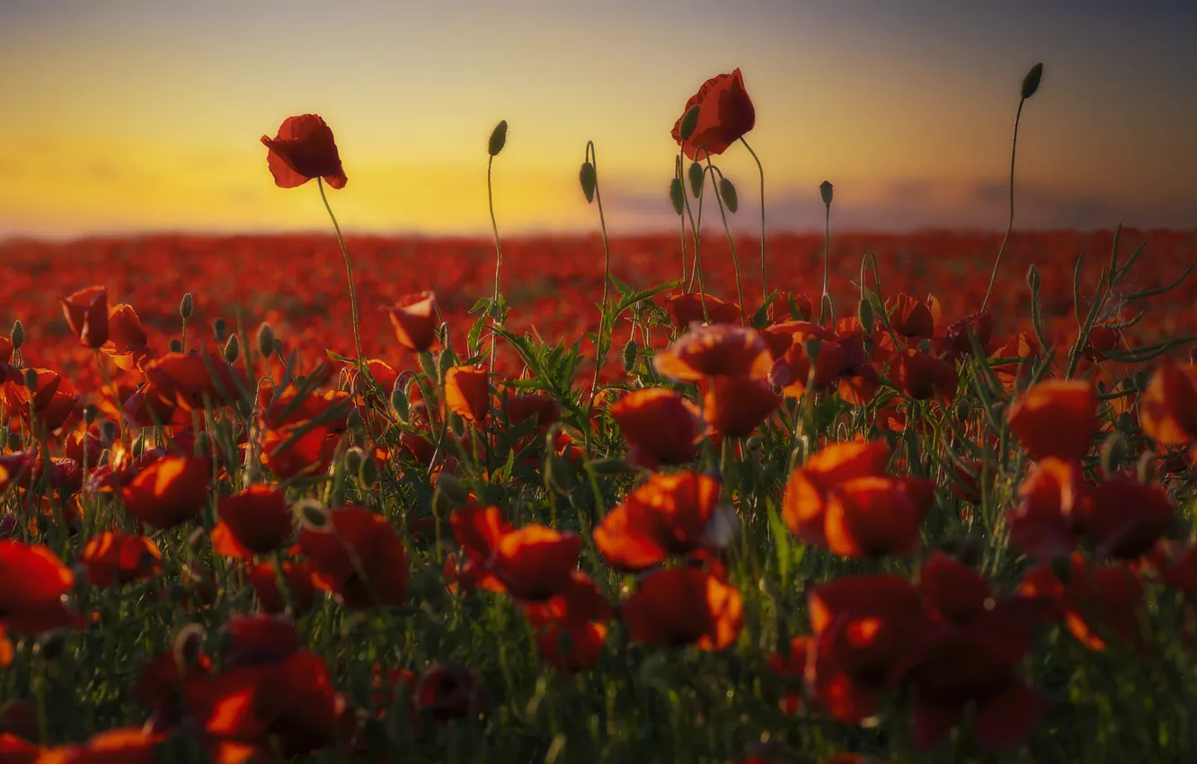 Photo wallpaper summer, sunset, flowers, red, Maki, poppy field